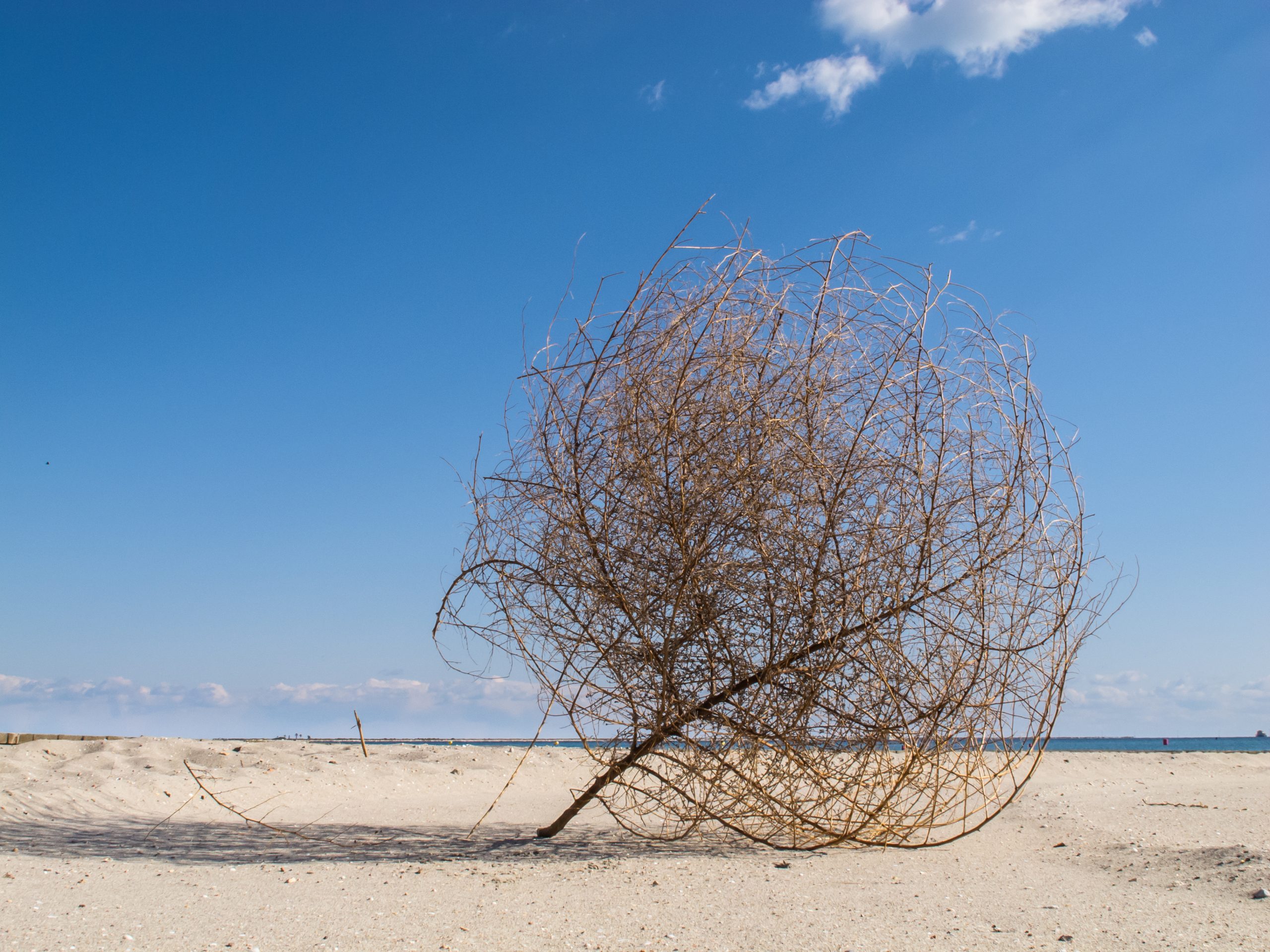 Canada's failure to succeed in cannabis. Photo of a tumbleweed
