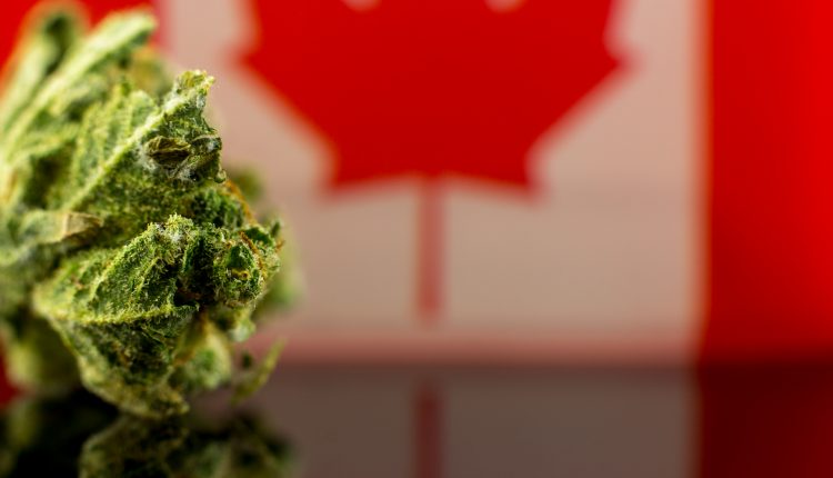 Will these 5 Canadian Cannabis Companies survive?: Photo of weed and a Canadian flag
