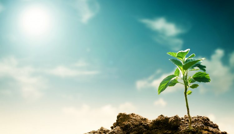 Solving the climate crisis. Photo of a seedling sprouting