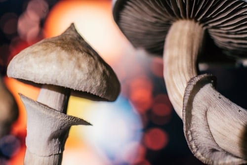 Congress Halts Hearing On Psychedelics & Veterans As House Speaker Drama Continues