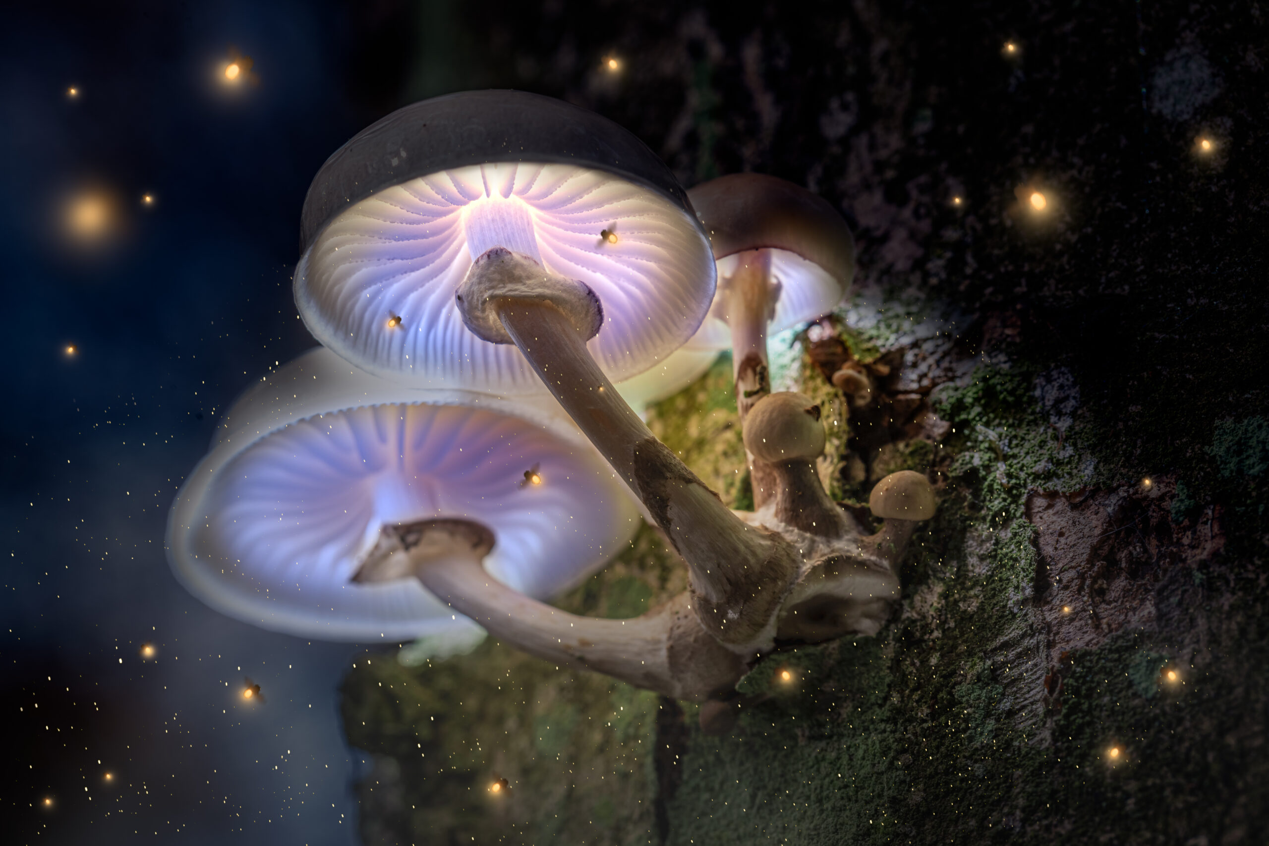 A magic mushroom - TDR’s Top 5 Psychedelic Developments For The Week of October 19