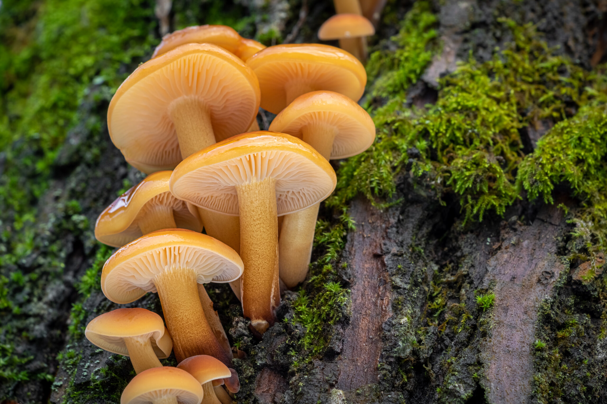 Close up shot of edible mushrooms known as Enokitake, Golden Needle or winter mushrooms - Flammulina velutipes