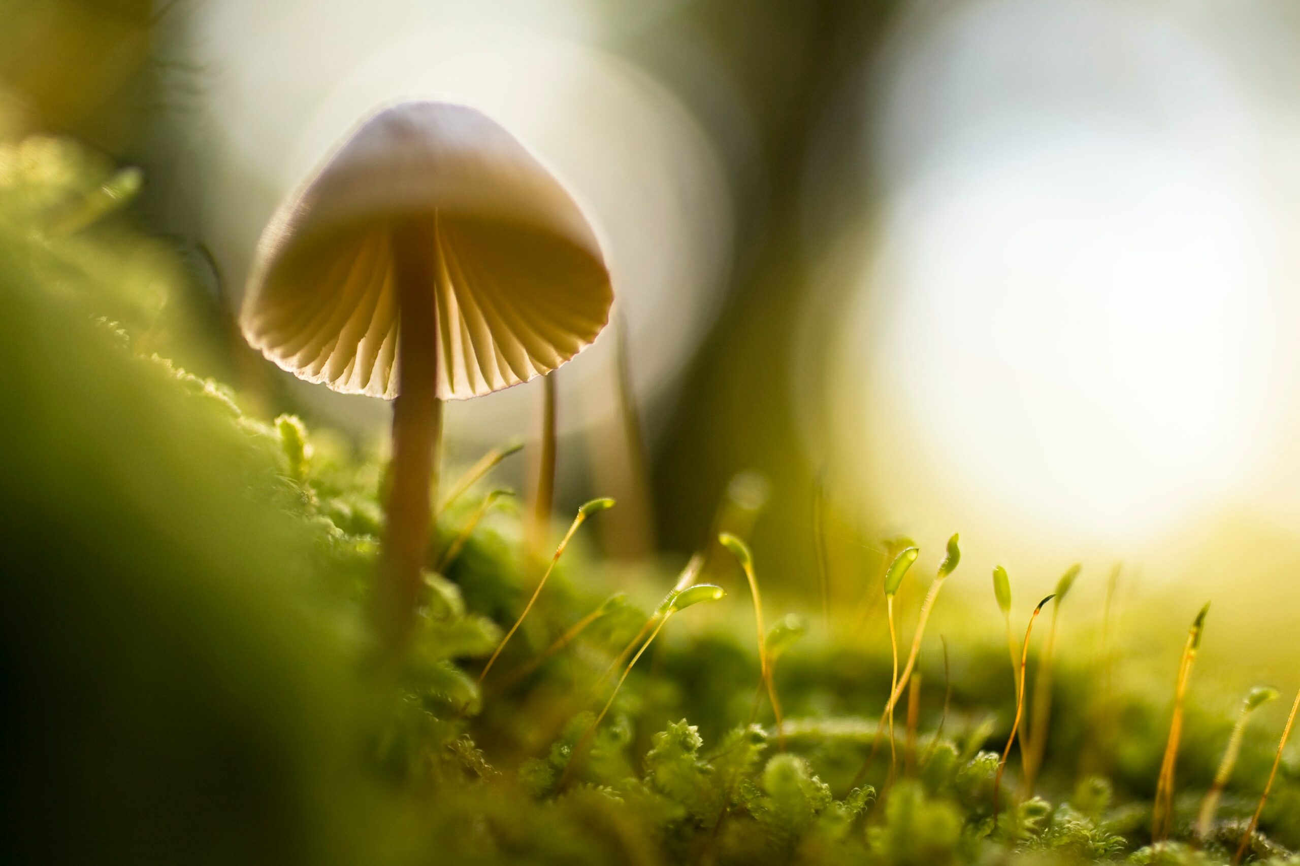 Mushroom Growing - Revive Therapeutics Is Building A Diversified Asset Portfolio Across Multiple Sectors