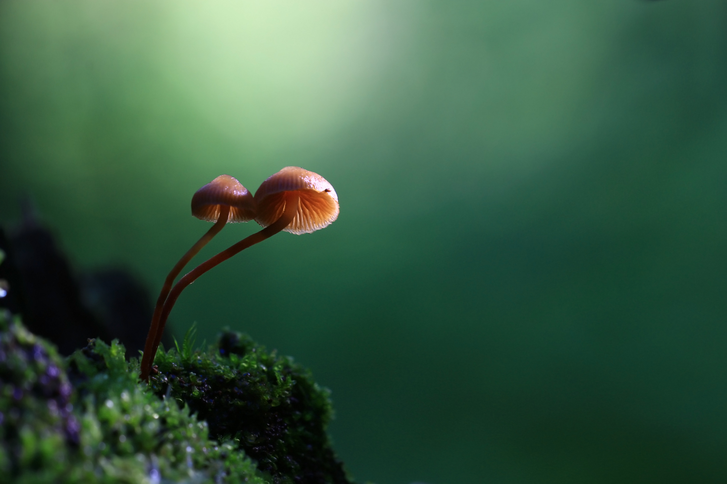 mushrooms forest nature season close