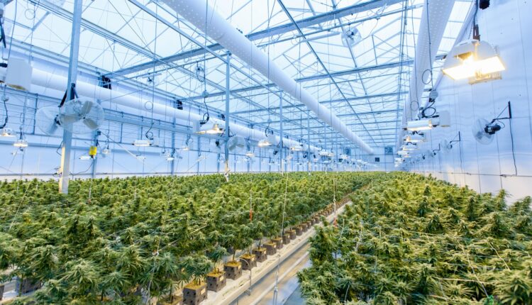 a picture of an industrial cannabis greenhouse for Canopy Growth