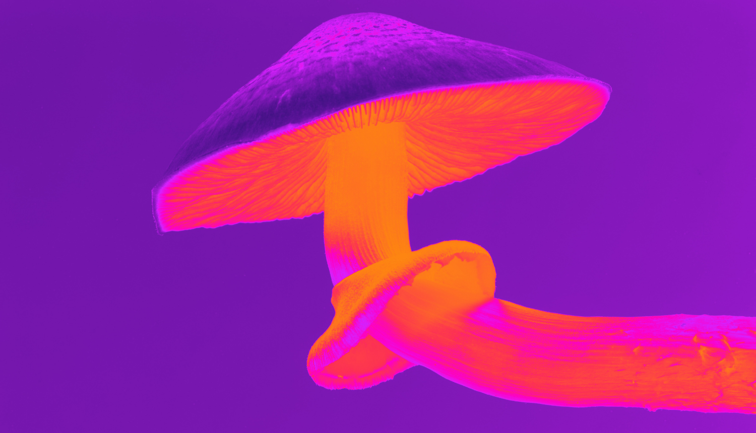 Inverted image of magic mushroom Numinus Psychedelic Therapy Mental Health