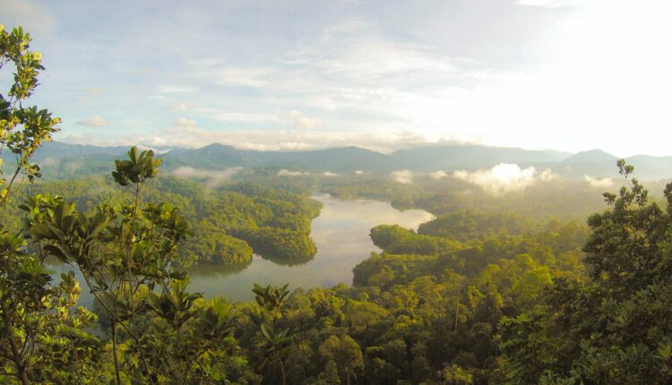 Jungle river landscape for psychedelic toad Havn Life